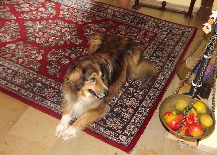 Haus Iris בית הארחה בודנמאיס